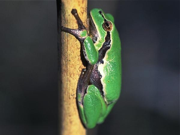 frosch taubergiessen